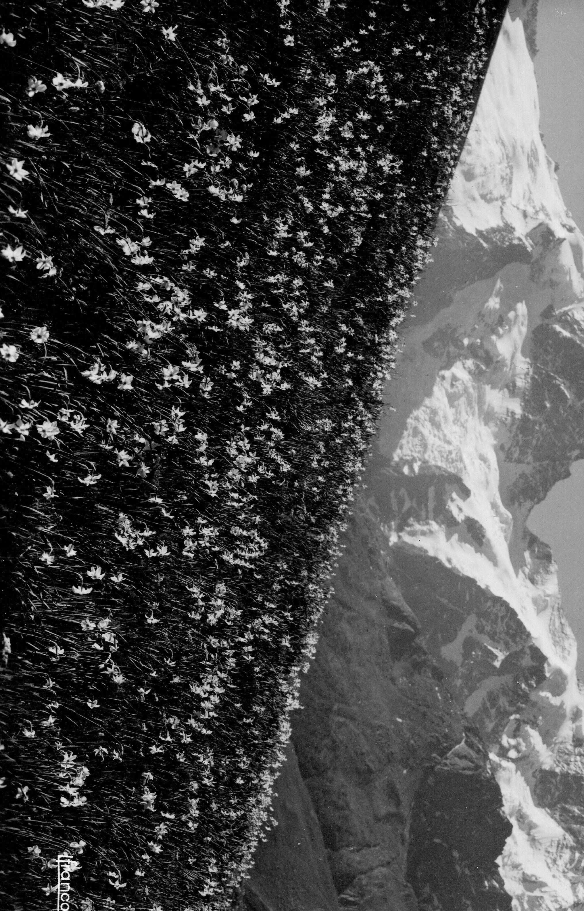 Un champ de narcisses en fleurs, avec la Meije en toile de fond, sans date précise.