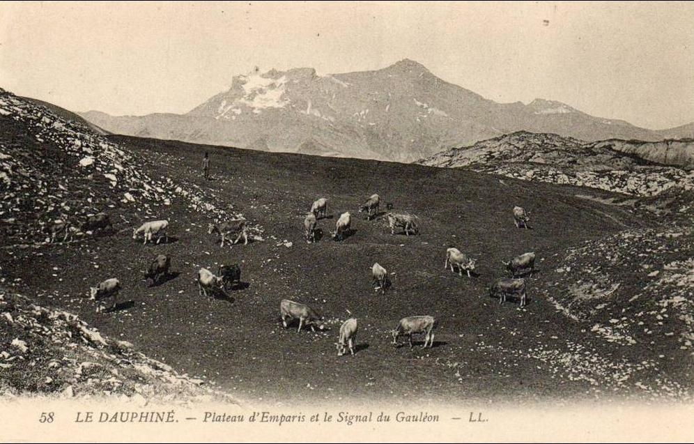 Une scène du plateau d'Emparis au début du XXe siècle, avec des vaches paissant et un berger visible.